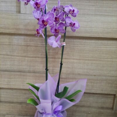 Elegant Orchid Vase 2 Tree