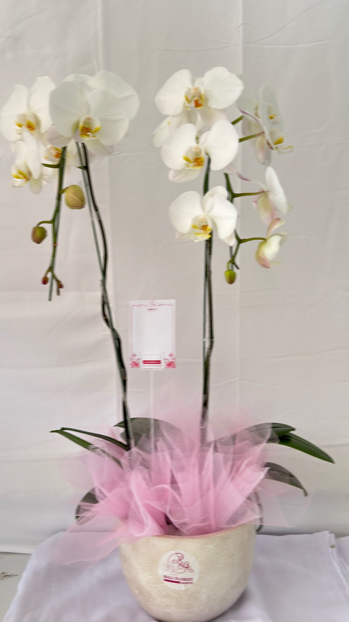 2 Tree of Orchid on Terrazo Pot